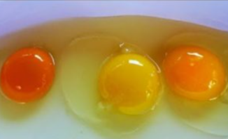 Kuris kiaušinis, jūsų manymu, yra iš sveikos vištos?