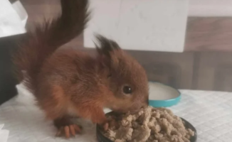 Nuo pražūties išgelbėtas voveriukas apsigyveno alytiškio namuose